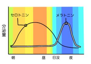 腸活と早寝早起きについて、セロトニンとメラトニンについて。