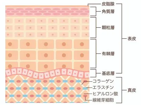 肌の断面図のイラスト。皮膚の構造を示すイメージ