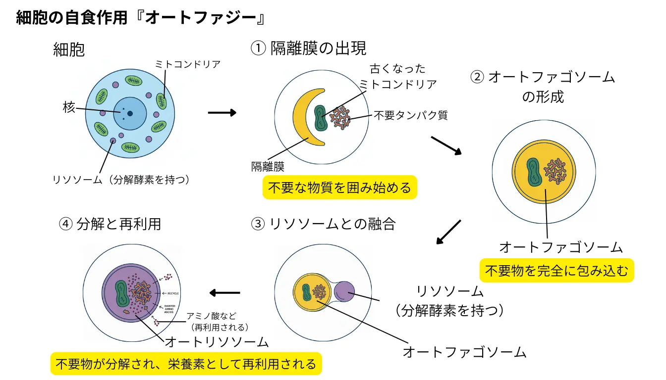 細胞の構造とオートファジーの仕組みを表すイメージ図
