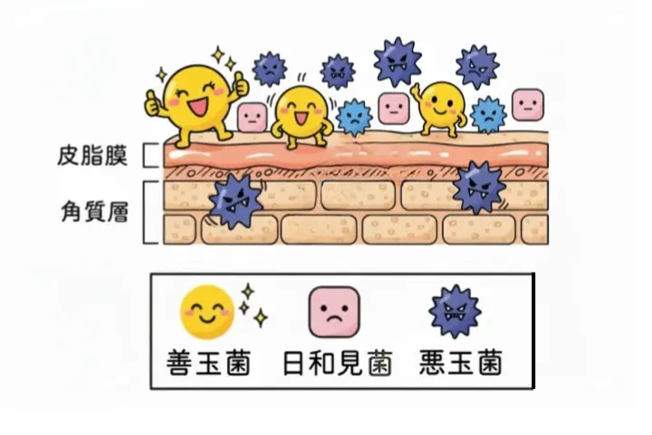 皮膚に住む常在菌のイメージ