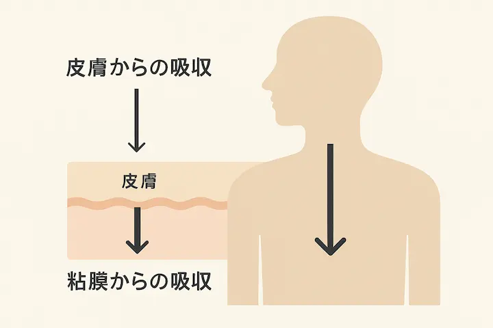 成分の吸収率の違いが、効果の差を生み出します
