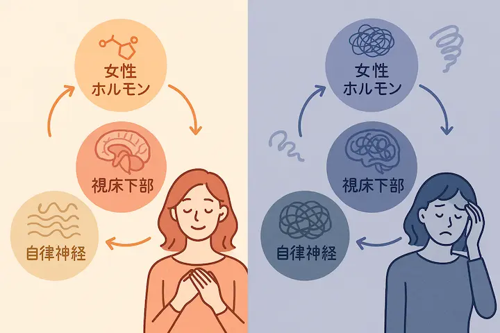 女性ホルモンの変化が自律神経のバランスに影響します