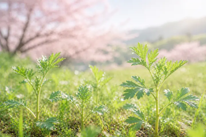 春の芽吹きとともに、心身を整えるよもぎの力を取り入れましょう